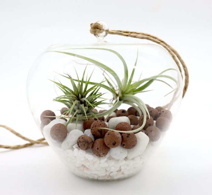 Air Plants Tillandsia Greensouq