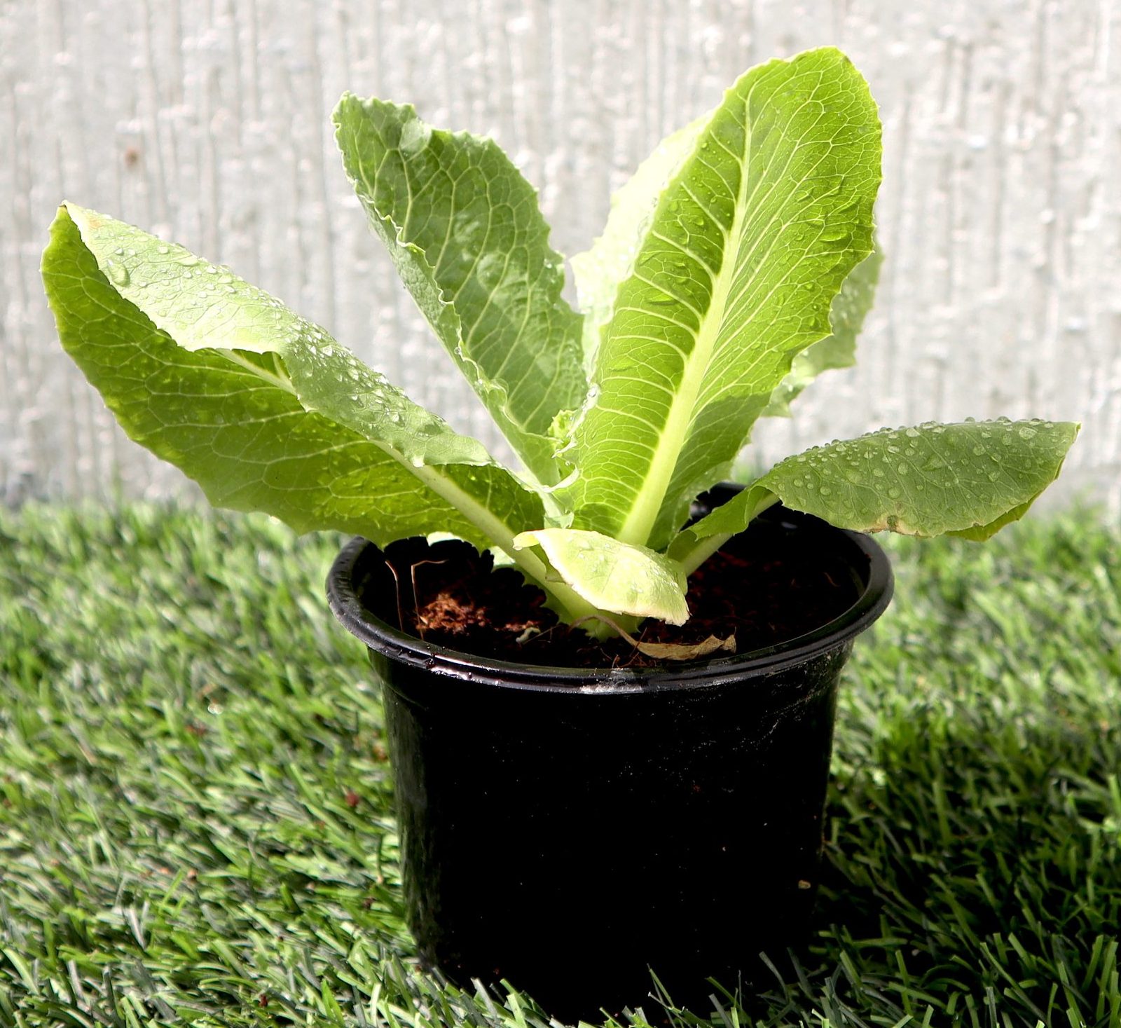 Lettuce "Lactuca" Plant Greensouq