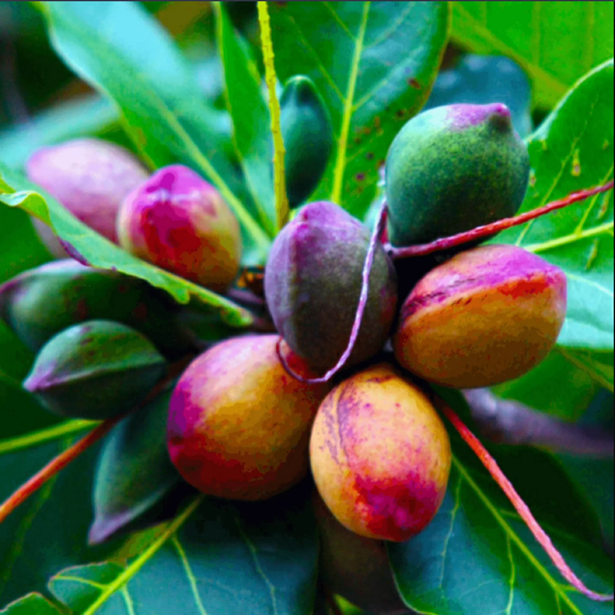 indian almond greensouq