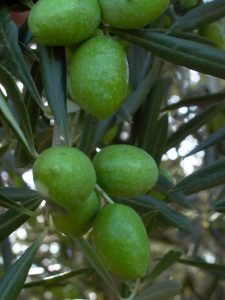 Olive Tree in Dubai