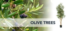 Olive Tree in Dubai
