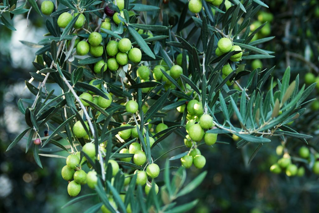 Olive Tree in Dubai