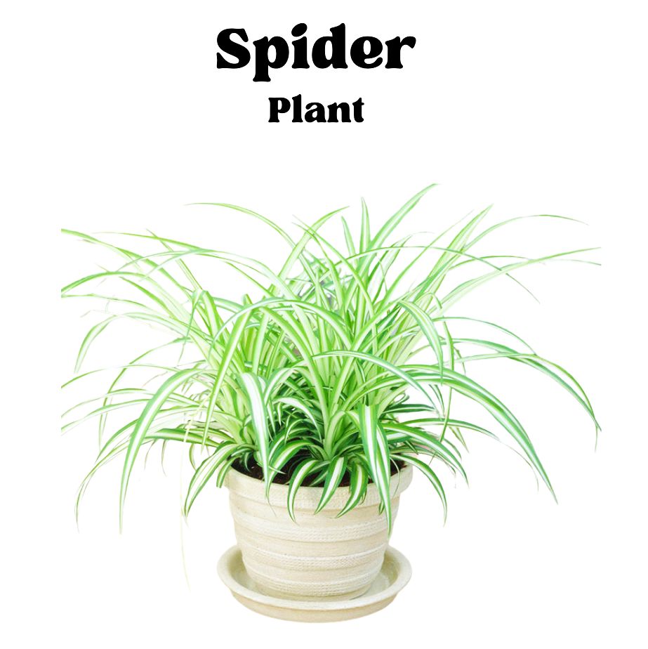 Office Plants - Buy Online in UAE|Green Souq UAE