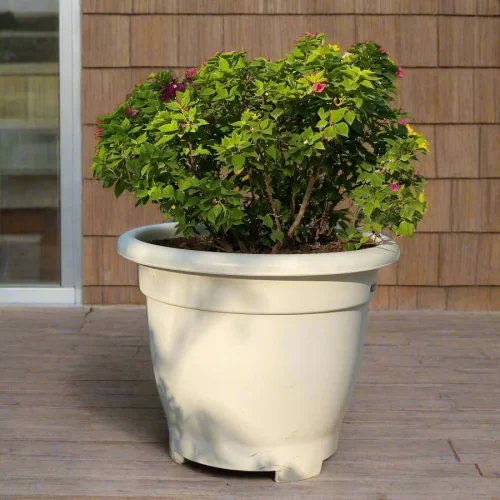 Bougainvillea Pink in 20″ Cosmoplast Round Pot