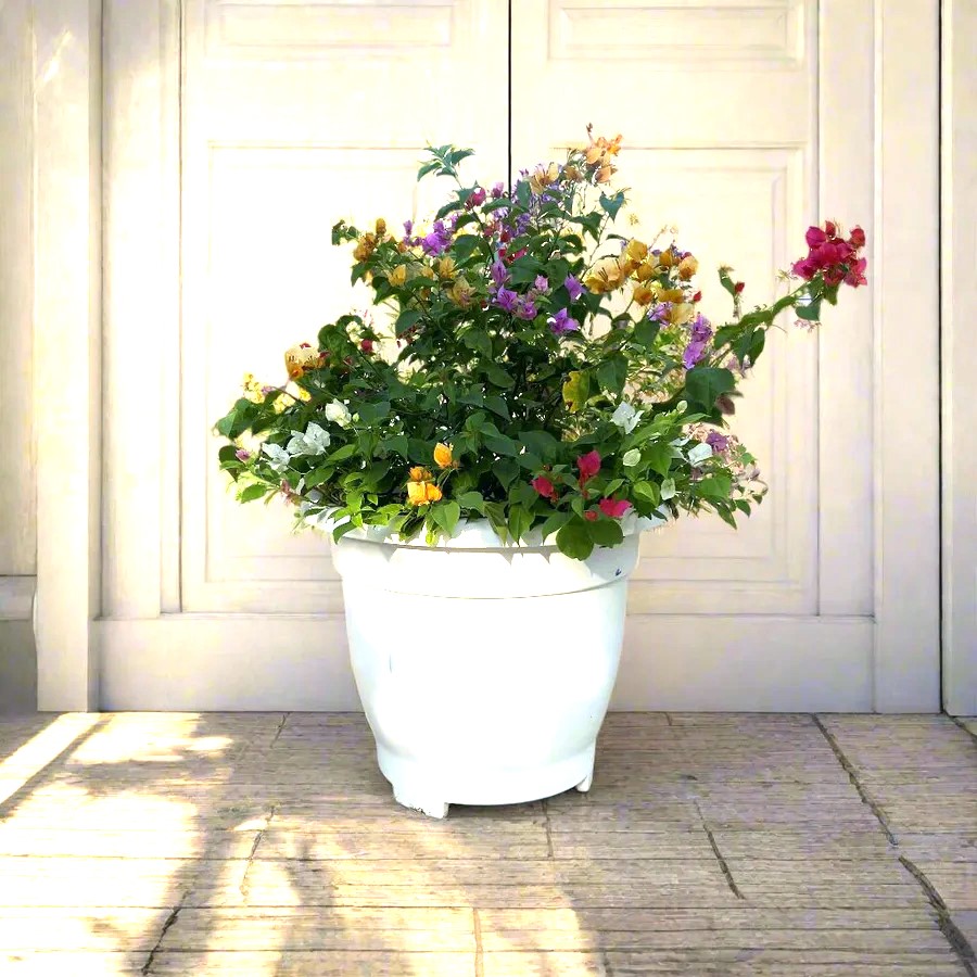 Bougainvillea_Purple_orange_in_20_Cosmoplast_Round_Pot greensouq