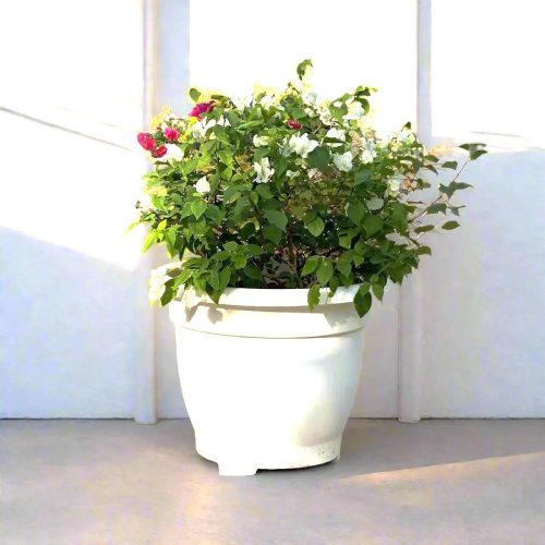 Bougainvillea_White_in_20_Cosmoplast_Round_Pot