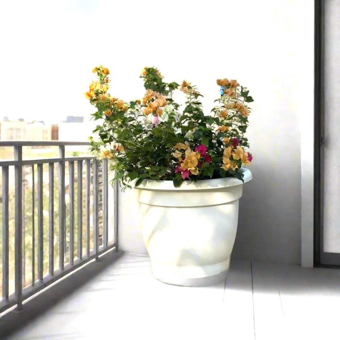 Bougainvillea_orange_mix_in_20_Cosmoplast_Round_Pot greensouq