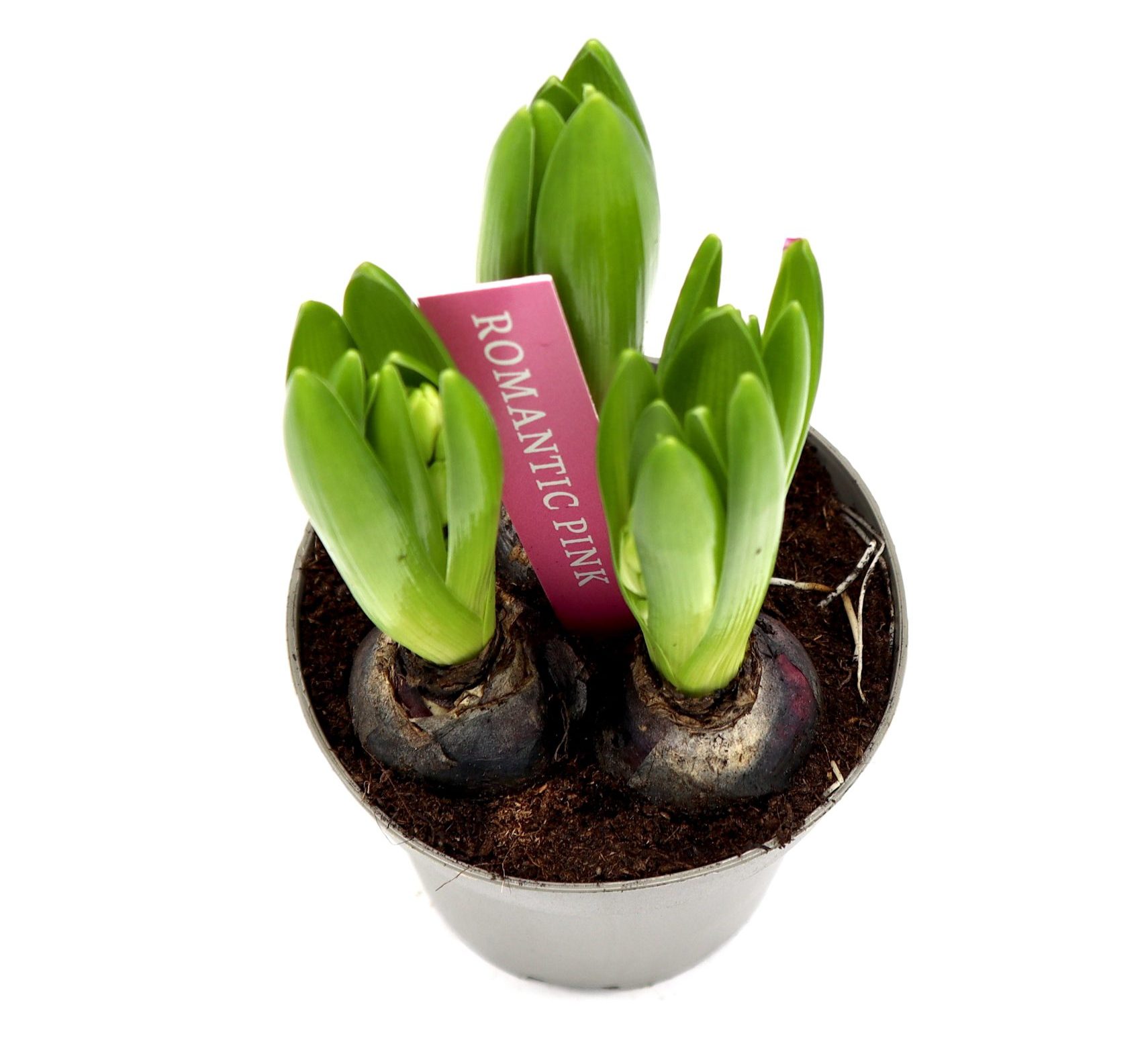 Hyacinth Bulb 3pp Greensouq