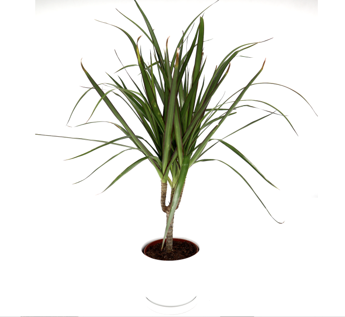 Dracaena Marginata