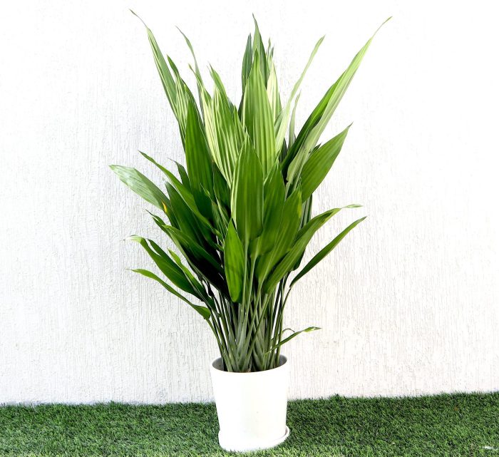 Aspiradas | Aspidistras Indoor Plant | Cast Iron Plant 0.8 - 1.0m Greensouq