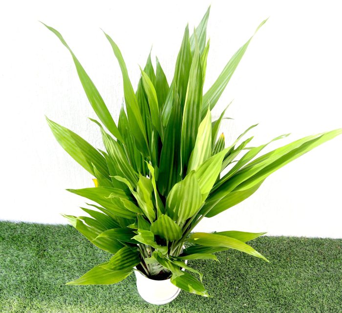 Aspiradas | Aspidistras Indoor Plant | Cast Iron Plant 0.8 - 1.0m Greensouq