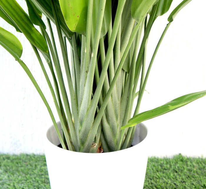 Aspiradas | Aspidistras Indoor Plant | Cast Iron Plant 0.8 - 1.0m Greensouq