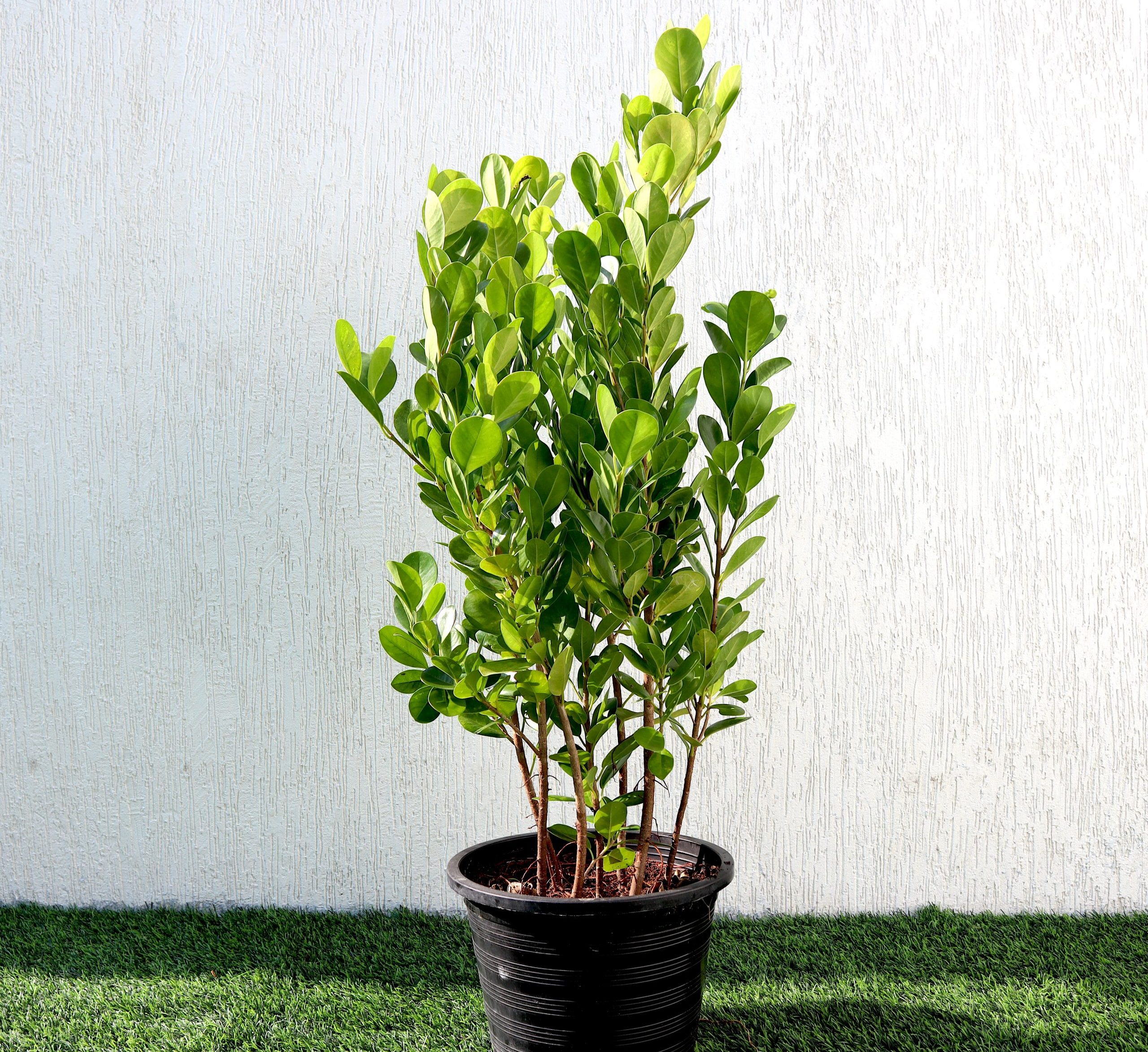 Ficus panda Evergreen Plant 40-50cm Greensouq