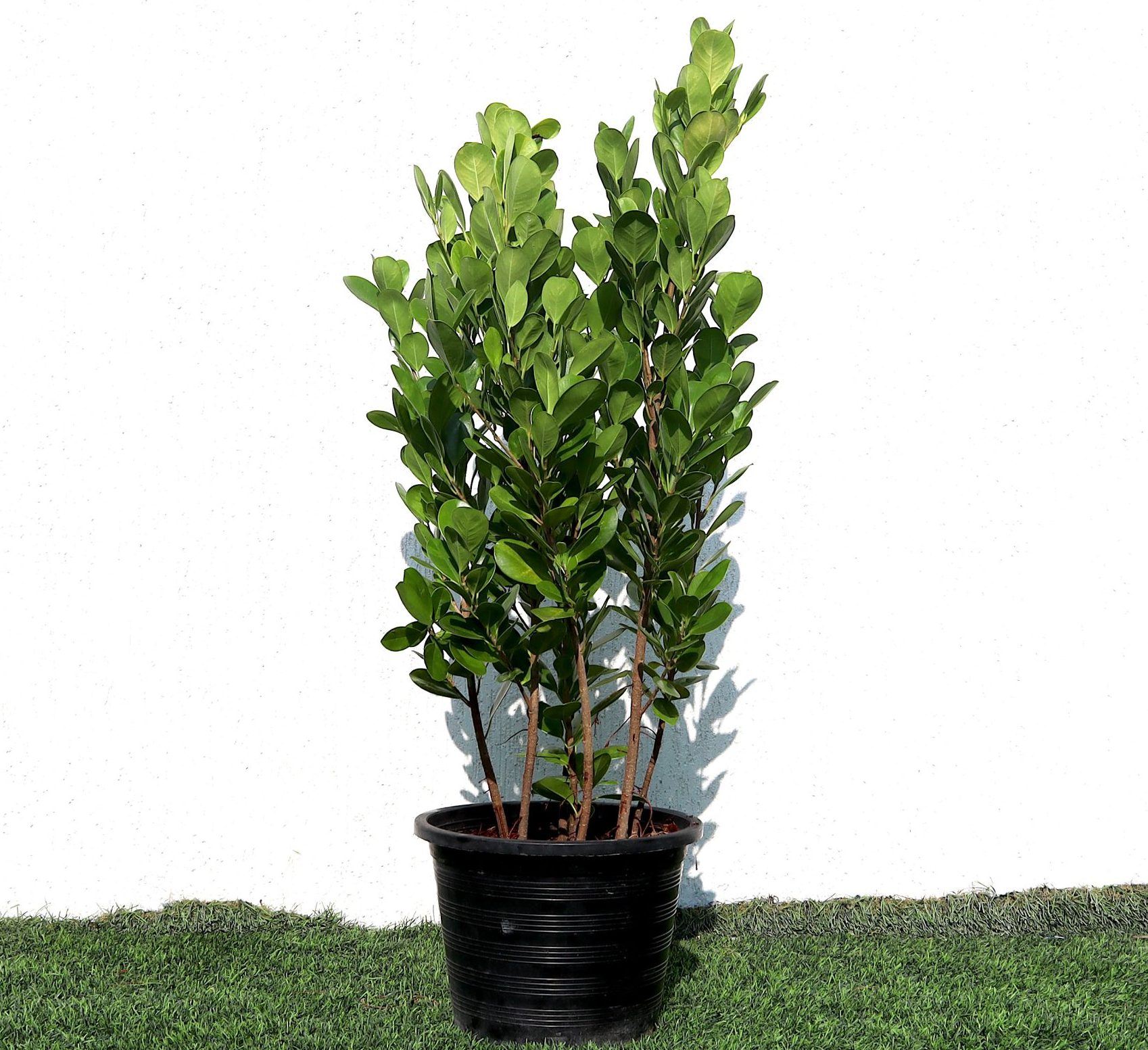 Ficus panda Evergreen Plant 40-50cm Greensouq