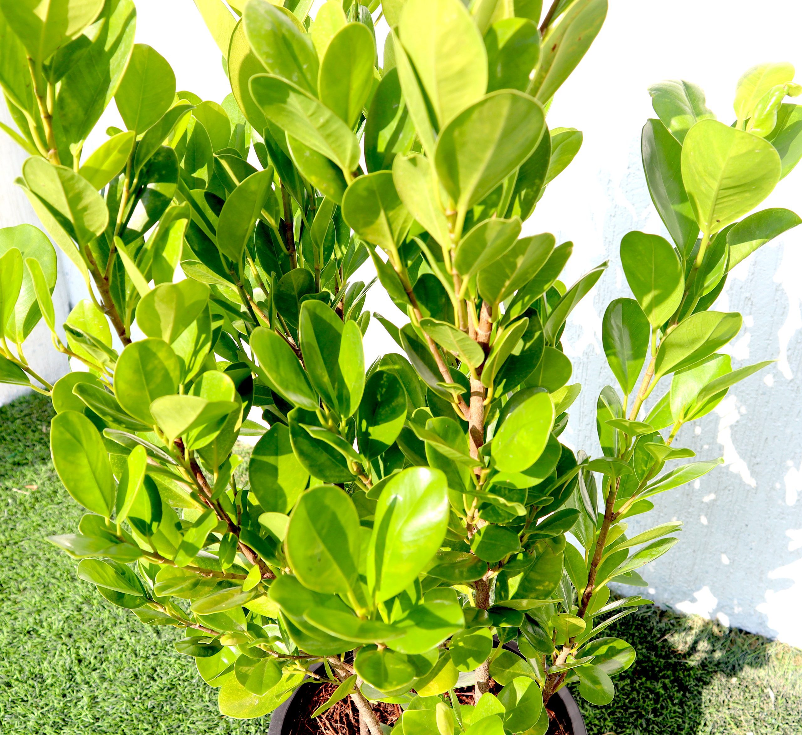 Ficus panda Evergreen Plant 40-50cm Greensouq