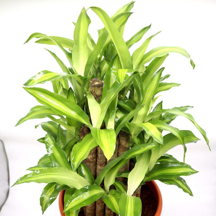 Dracaena fragrans "Massangeana 3 steps" 40-50cm Greensouq