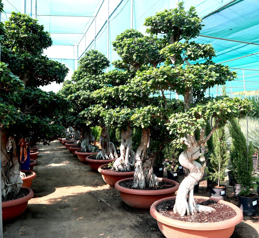 Ficus multi head, Buy outdoor plants online in UAE | Green Souq UAE