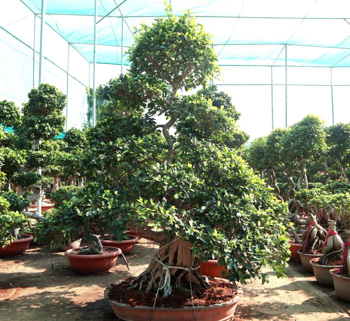 Ficus Nitida Bonsai Greensouq