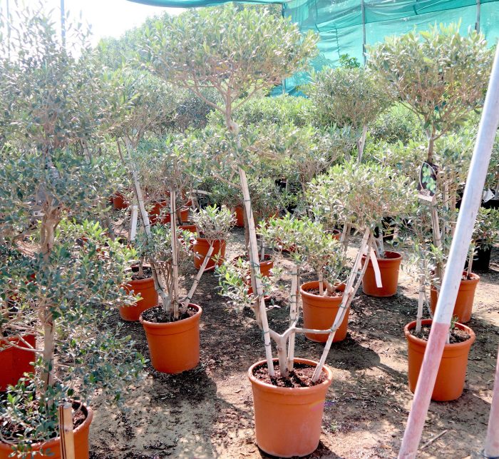 Multihead Olea Europea Greensouq