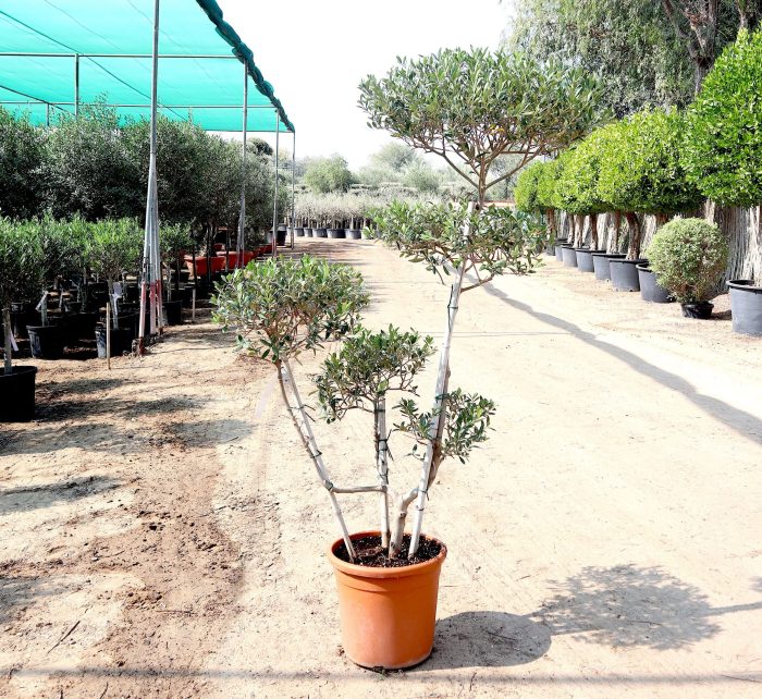 Multihead Olea Europea Greensouq