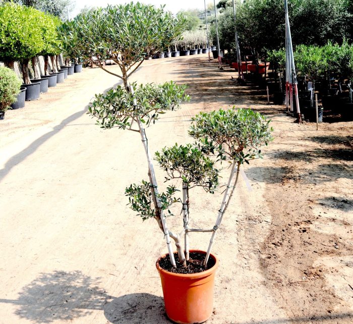 Multihead Olea Europea Greensouq