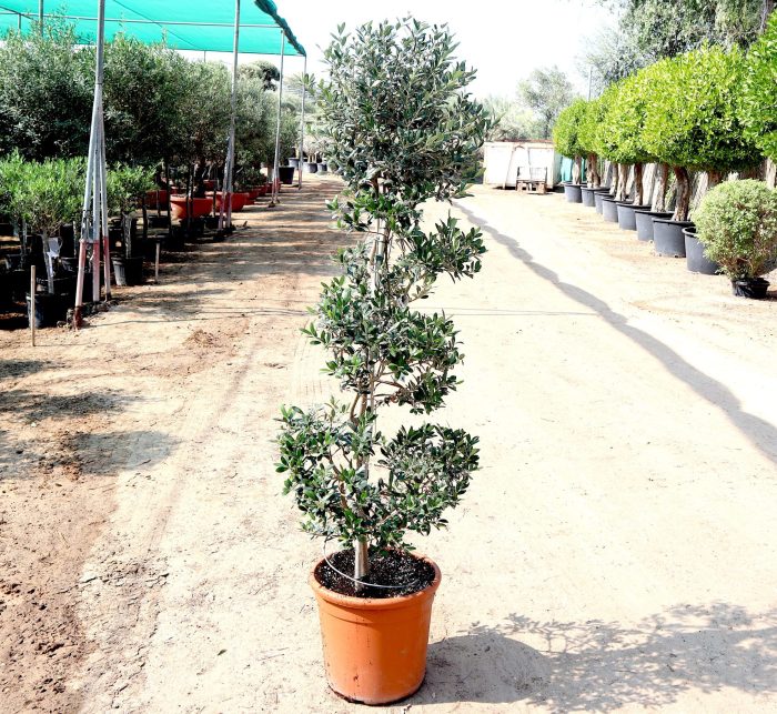 Spiral Olea Europea Greensouq