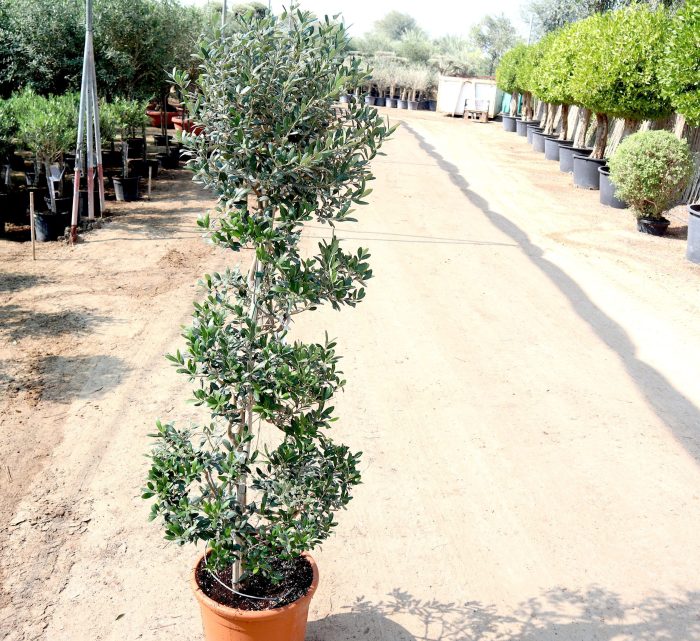 Spiral Olea Europea Greensouq