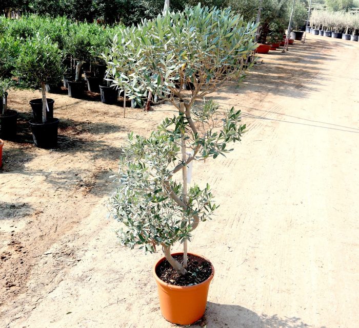 Spiral Olea Europea Greensouq