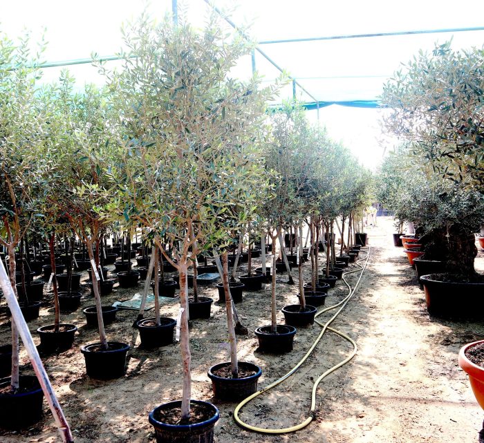 Olive Tree Shape or Olea Europea Tree Greensouq