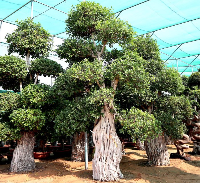 Ficus Nitida Bonsai Greensouq