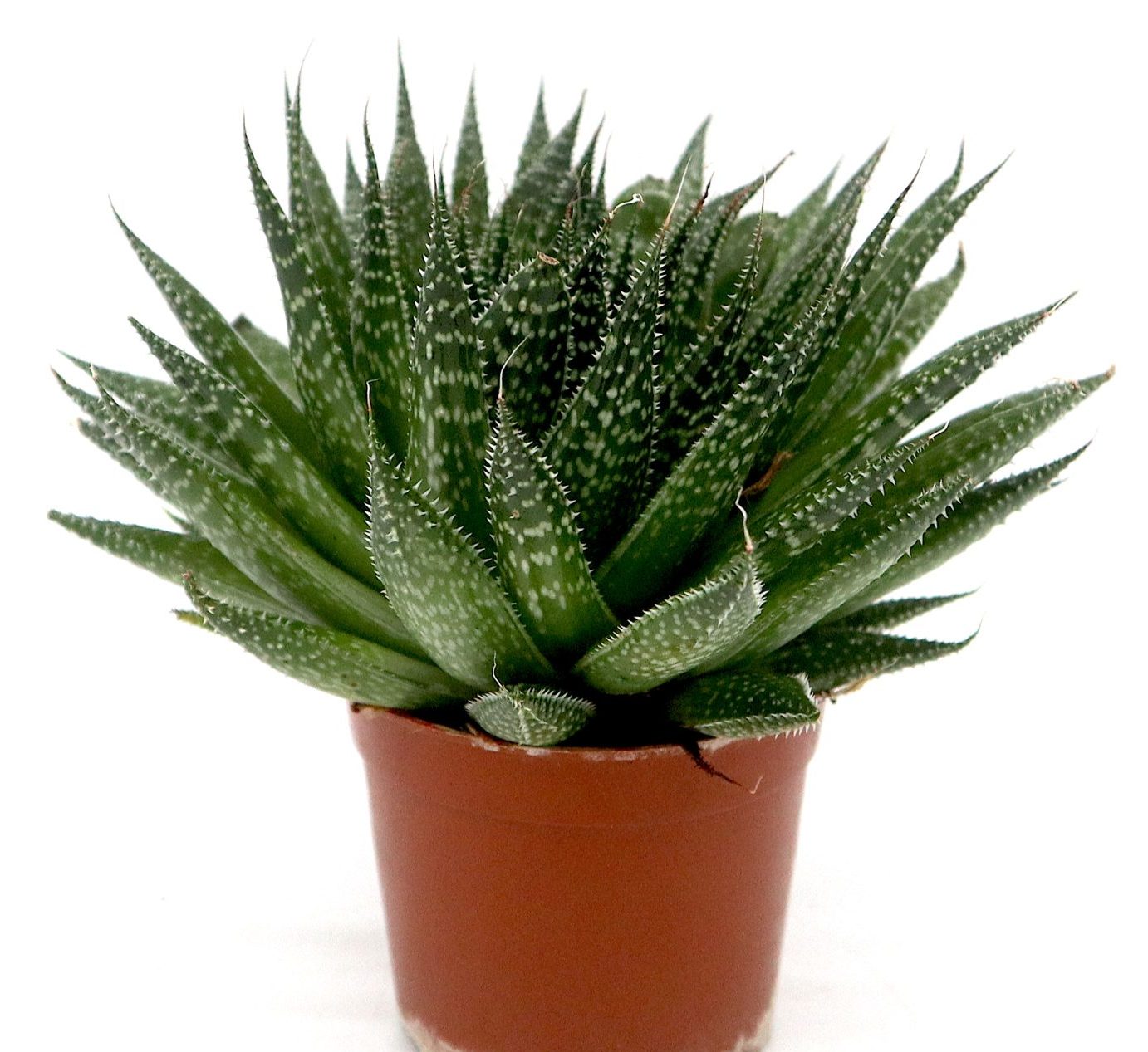 Aloe aristata | Aristaloe Aristata Greensouq