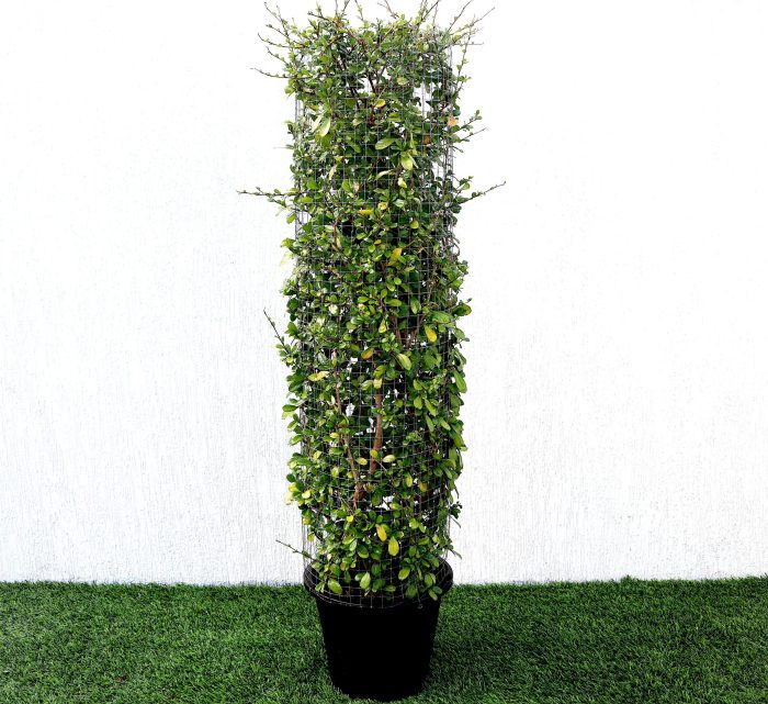 Ehretia Cylindrical Shape "Ehretia Microphylla" Greensouq