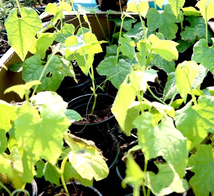 Ridge Gourd Vegetable Plant Greensouq