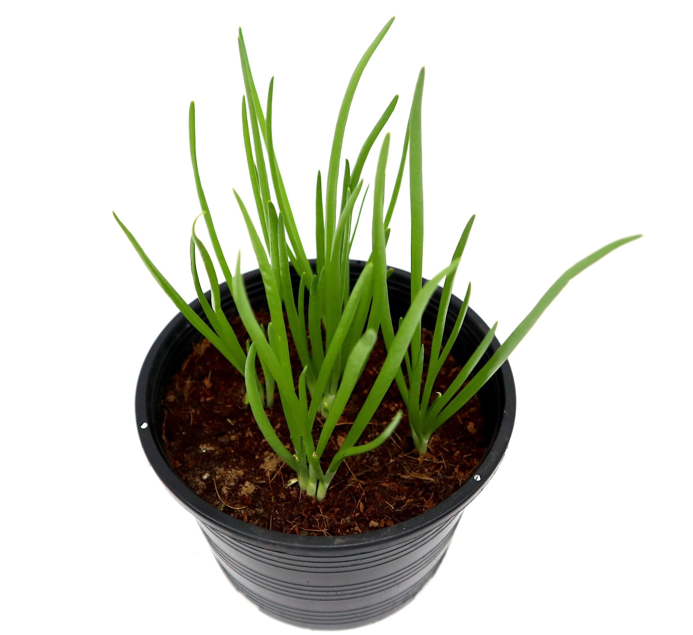 Spring Onion Plant Greensouq