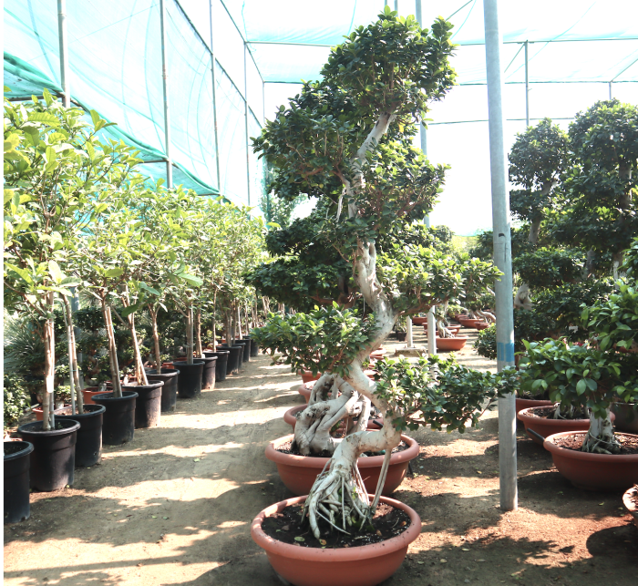 Ficus S-Shape Bonsai Greensouq