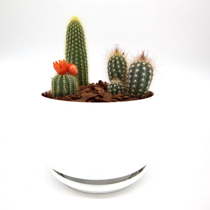 Mini Cactus Garden Lovers Gift in White Ceramic pot Greensouq