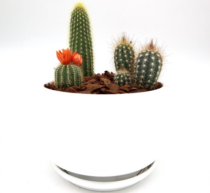 Mini Cactus Garden Lovers Gift in White Ceramic pot Greensouq