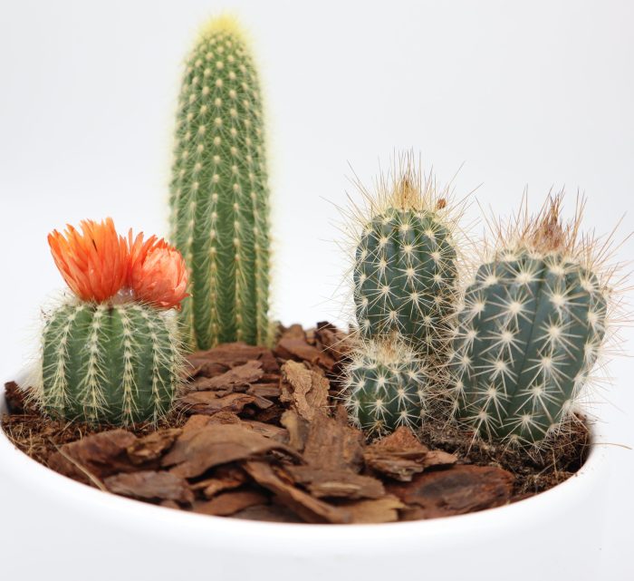 Mini Cactus Garden Lovers Gift in White Ceramic pot Greensouq