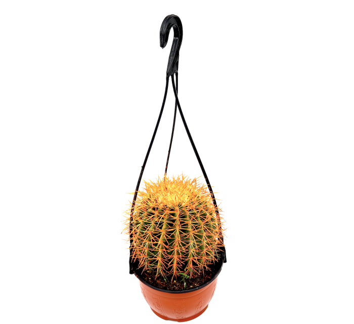 Barrel Cactus | Hanging Coloured Ball Cactus Greensouq
