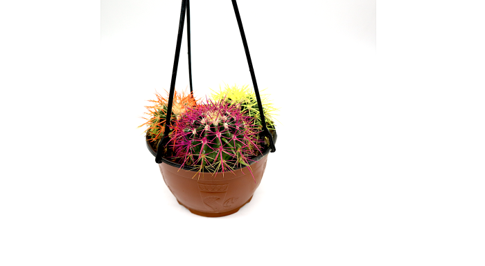 Barrel Cactus | Hanging Yellow, Pink, Orange Ball Cactus Greensouq
