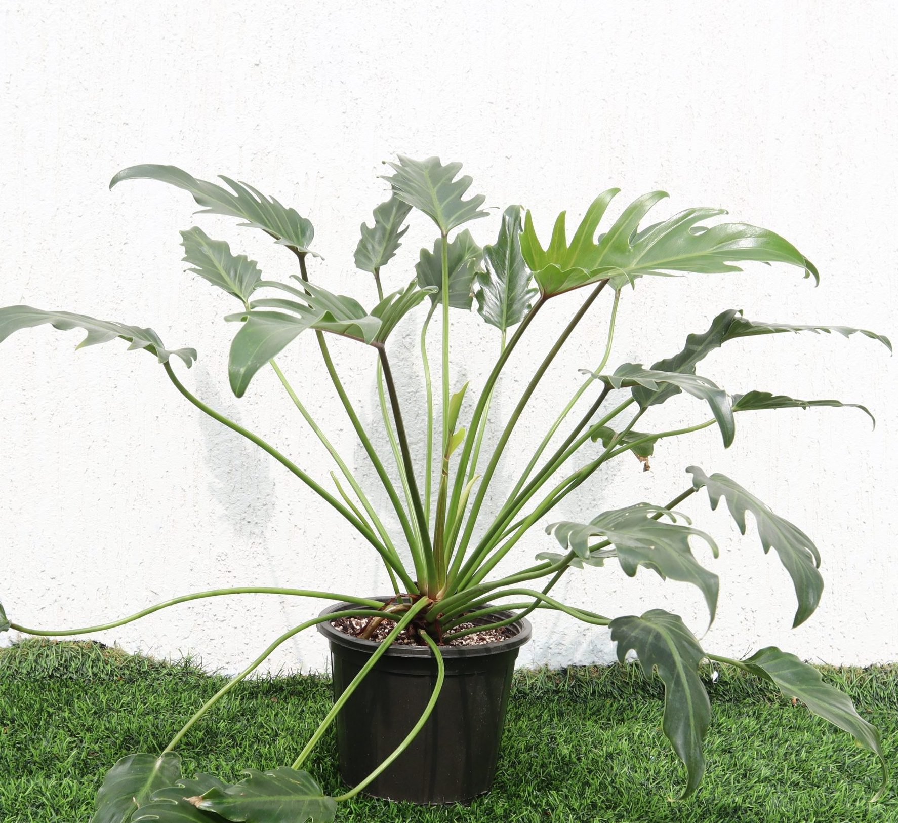 Philodendron Xanadu 25-35cm - Buy Online in UAE|Green Souq UAE