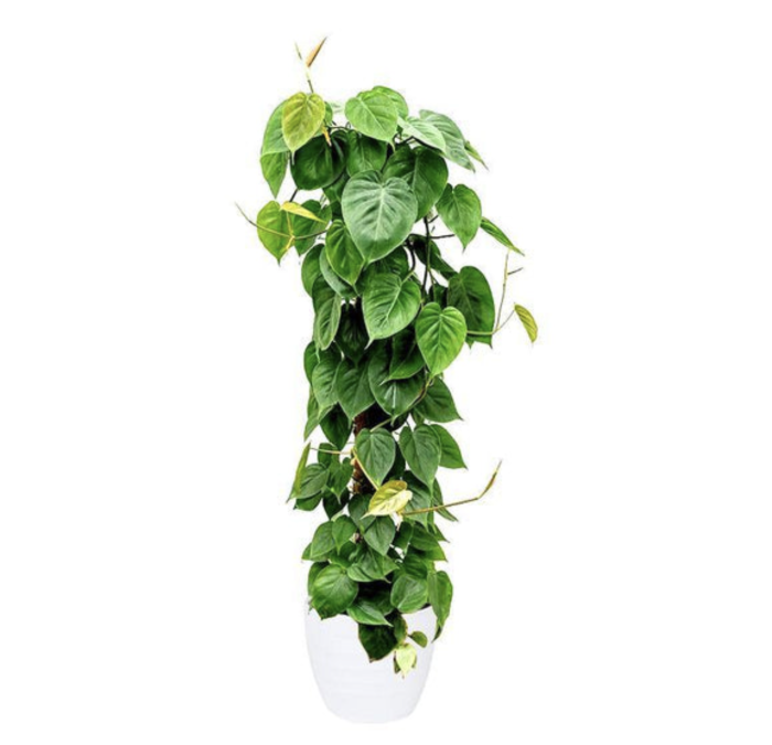 Philodendron Scandens Greensouq