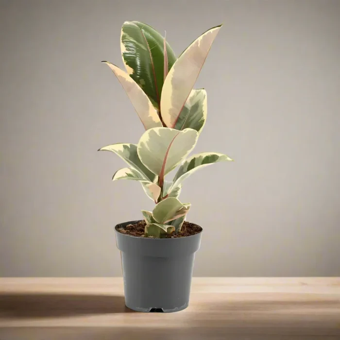 Ficus elastic “Tineke” 25 – 35cm