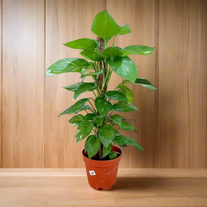 money plant -greensouq-default -plastic-pot