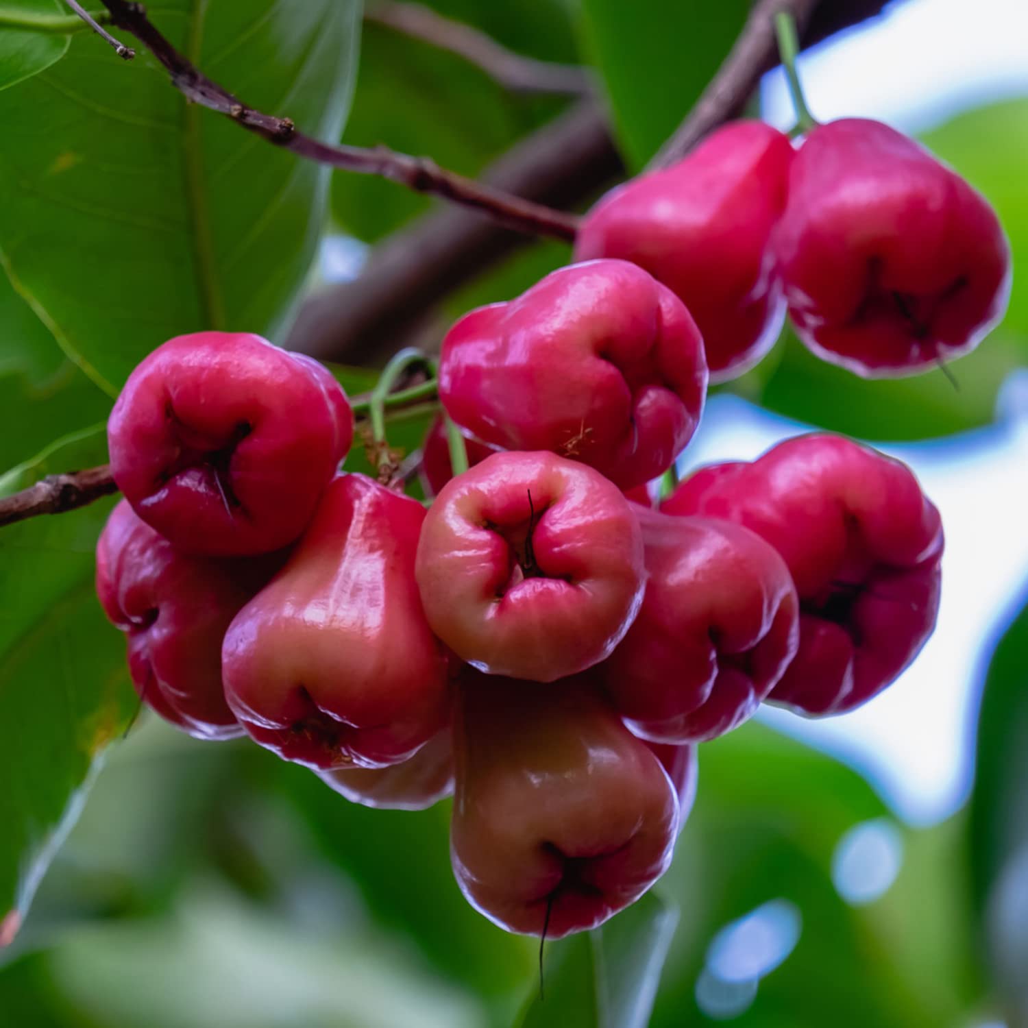 water apple thai