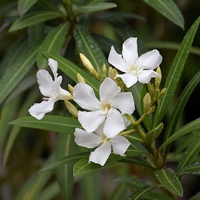 jasminum grandiflorum