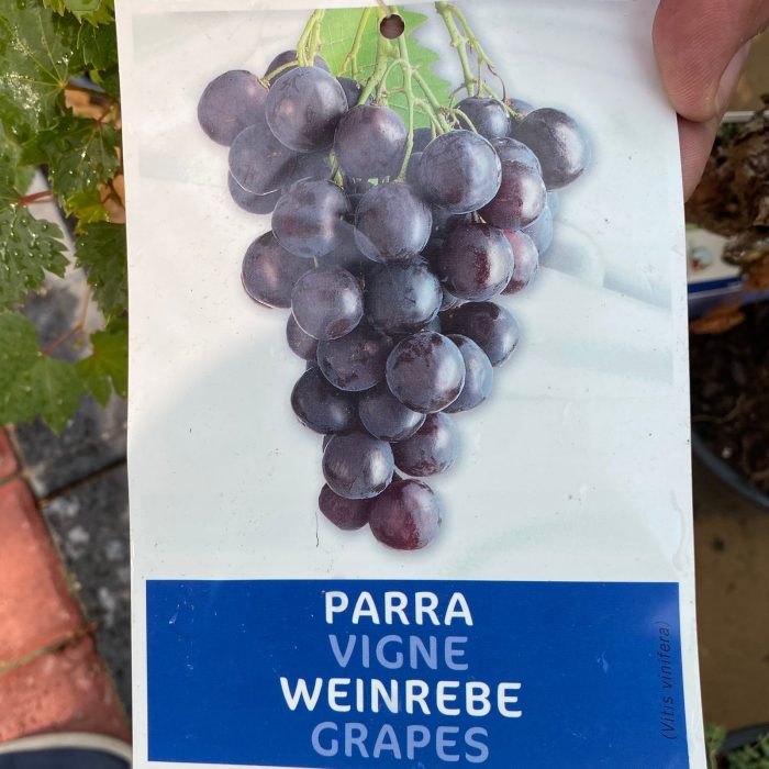 parra vignee grapes