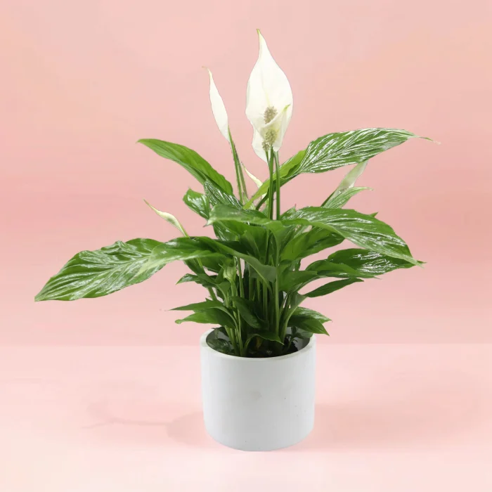 Peace lily