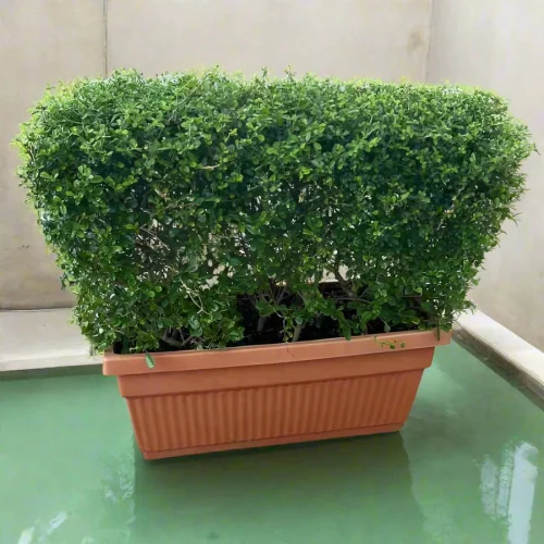 Ehretia Microphylla Buxus Wall Shaped