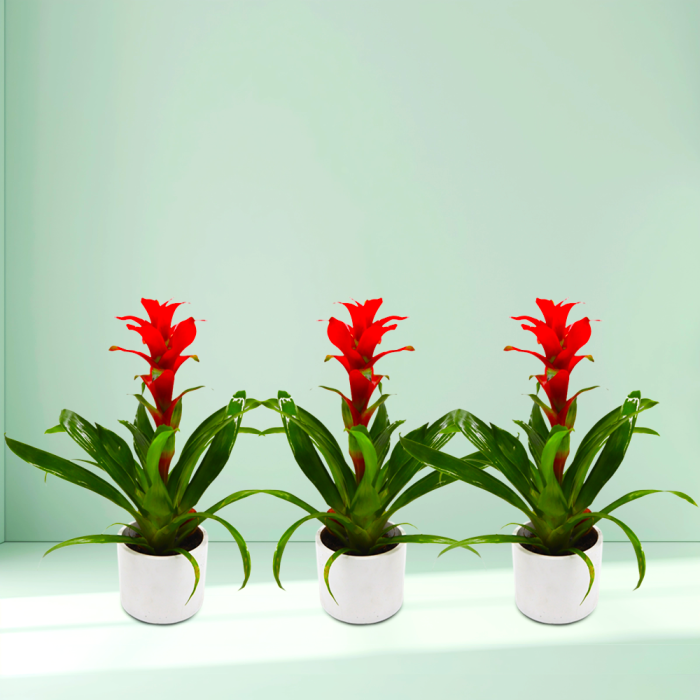 Trio of Red Guzmania